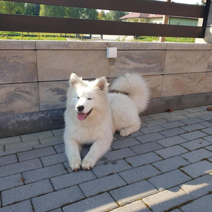Aris Pokoje Goscinne Wojnicz Bagian luar foto